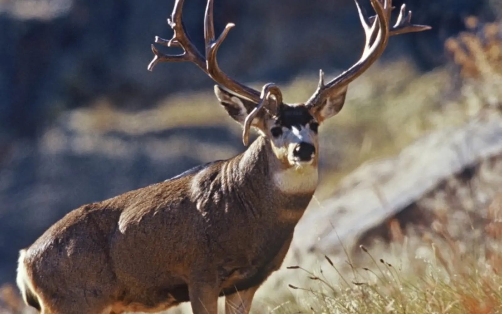 Mule Deer in the New Millennium