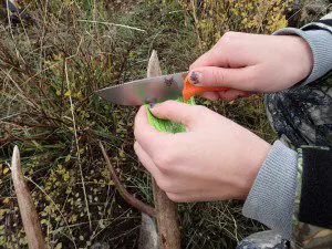 Using her new Benchmade knife to notch her general season Wyoming tag