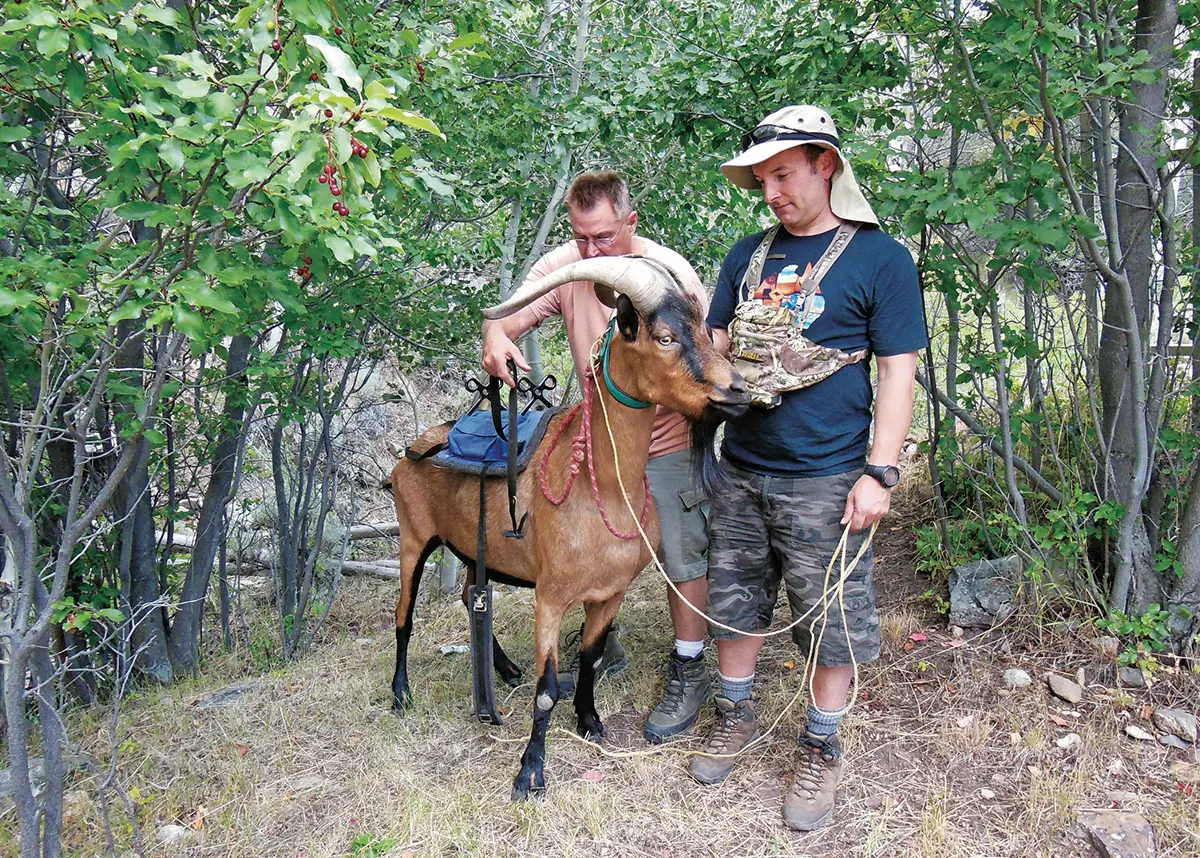 The Backpack Hunter's Friend - Pack Goats