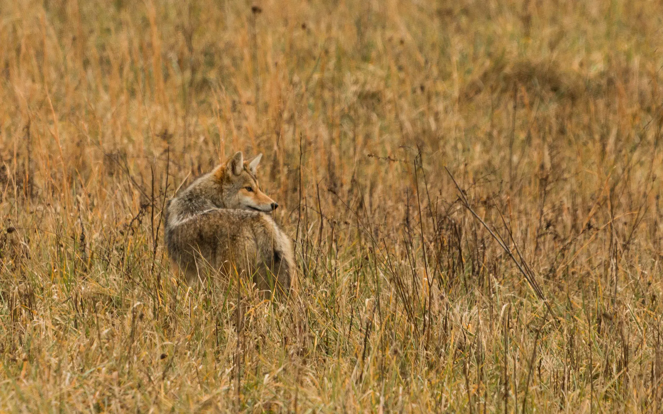 Tips for More Success with a Coyote Call