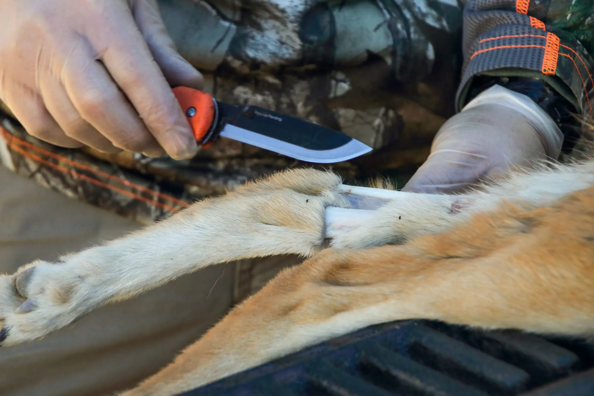 Skinning a coyote after predator hunting