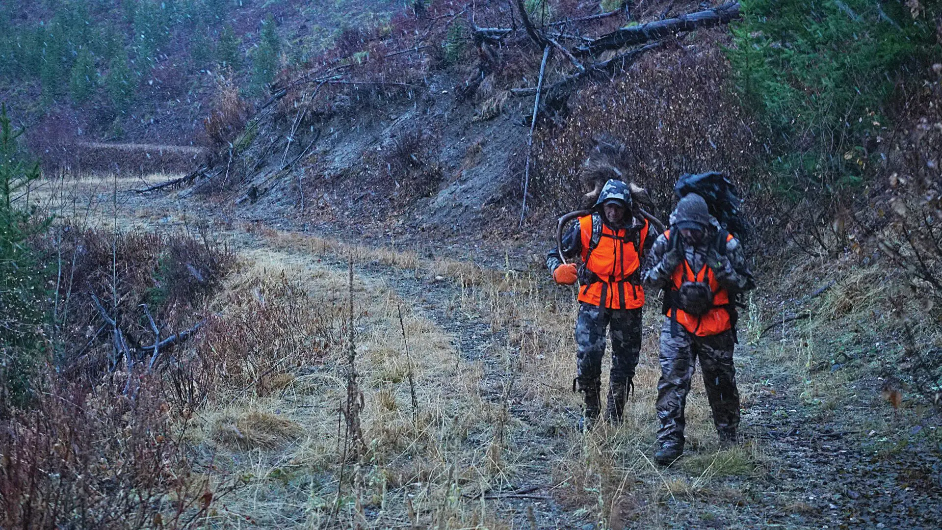 packing an elk out of the mountains after road hunting.