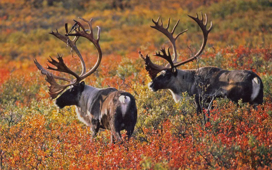 Bucket List: Caribou