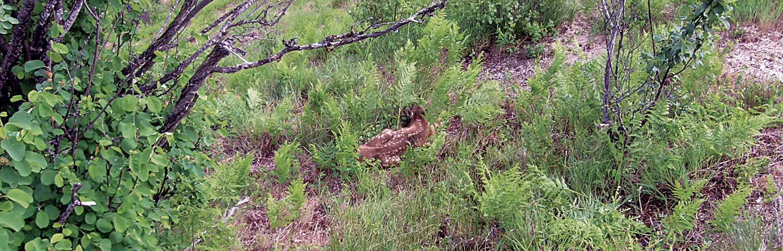 an elk calve hiding in the grass.