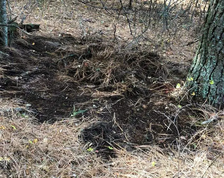 the site of a mountain lion kill that is all dug up.