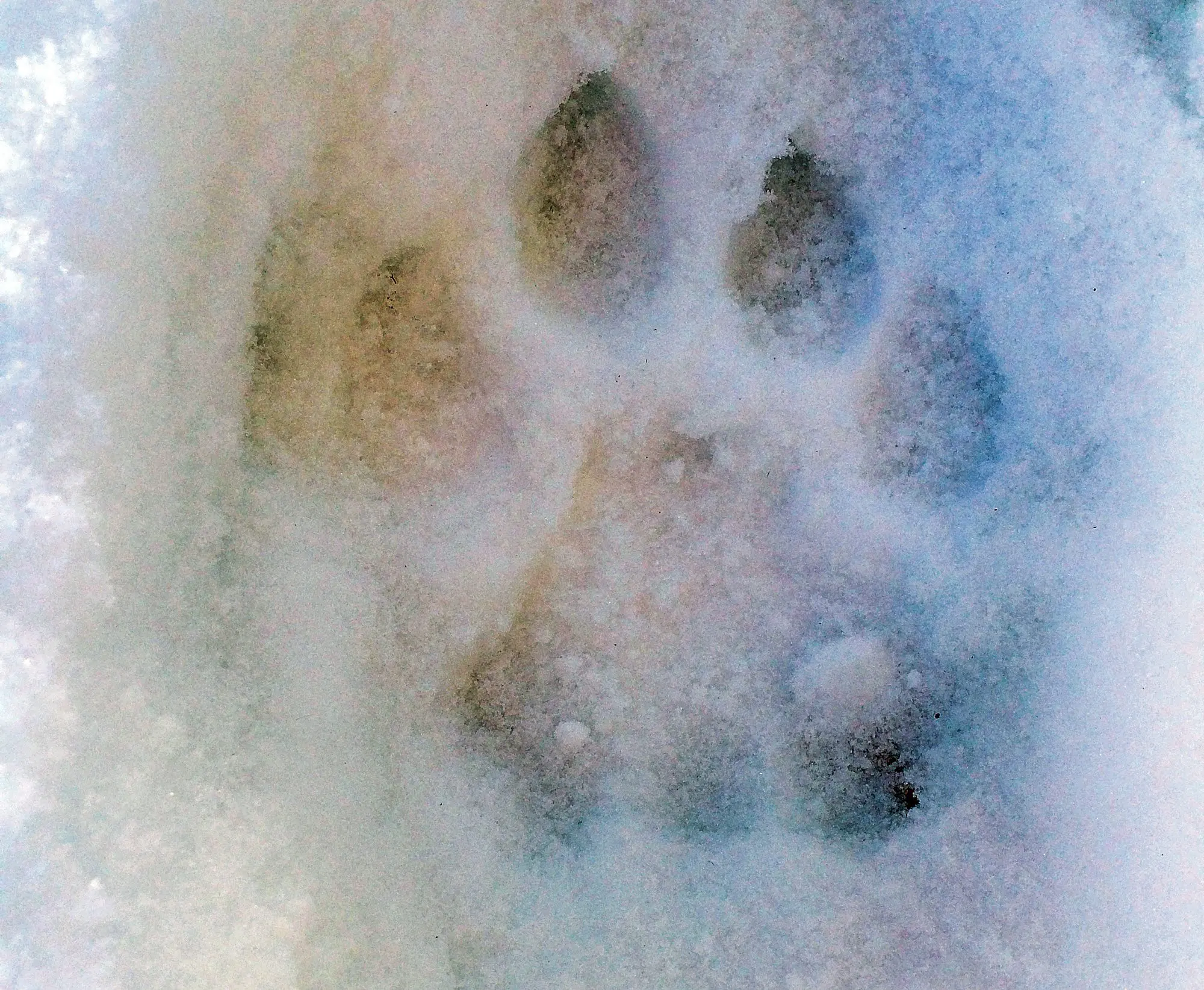 mountain lion track in the snow, a good sign for hunitng.