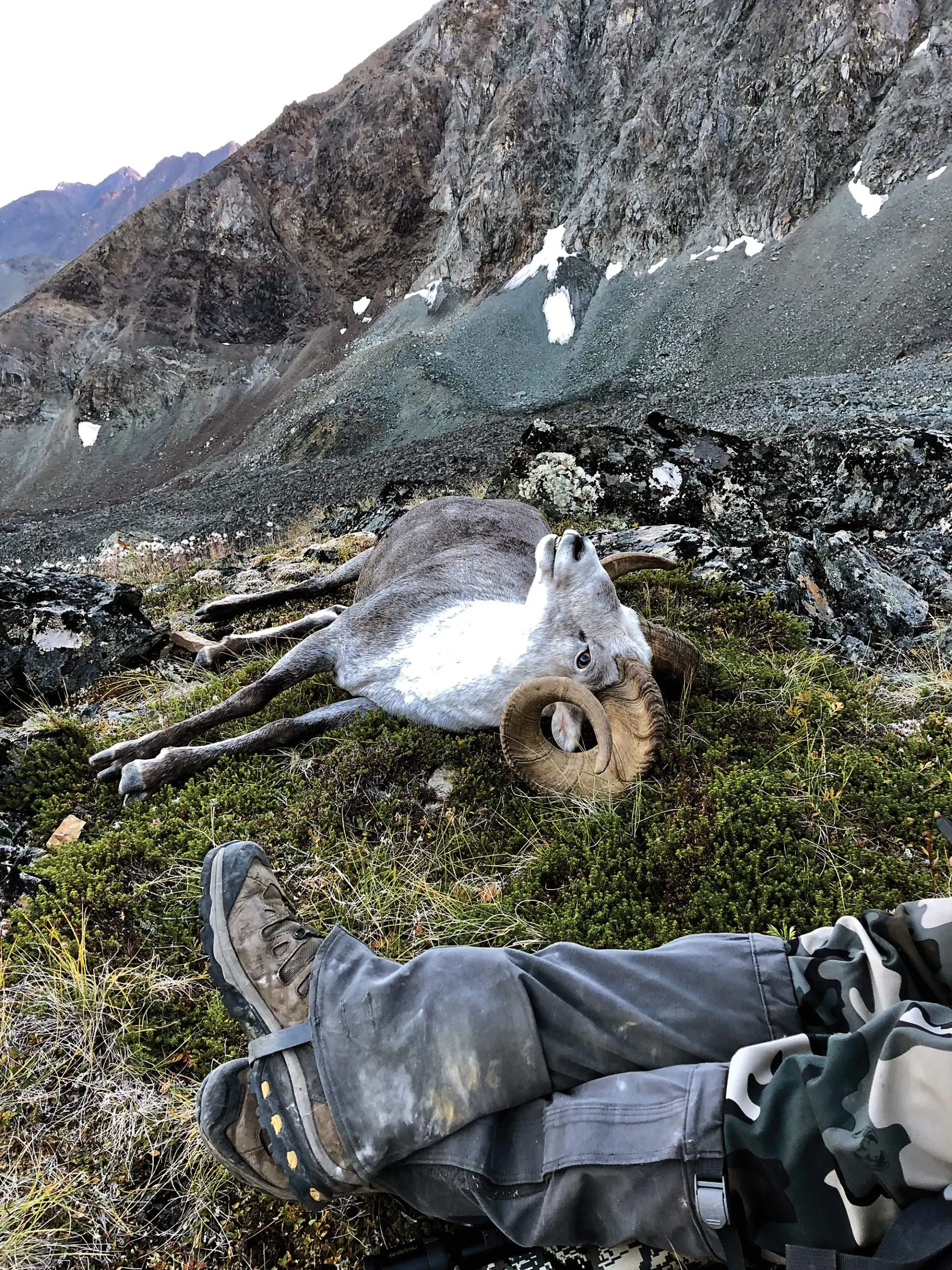 a hunting goal lead Mike to take this beautiful Stone Sheep.