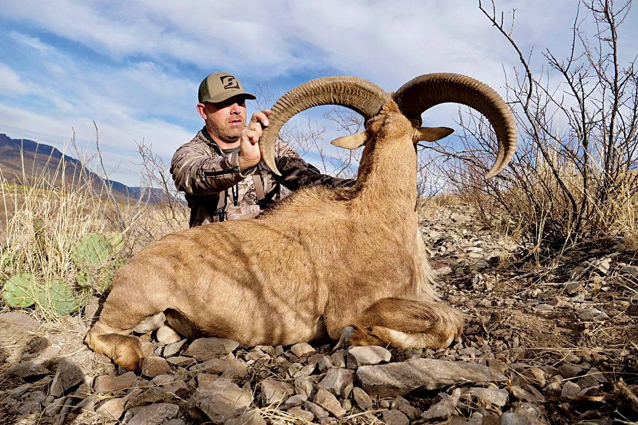 Tim Burnett showing off his aoudad from a new mexico exotic hunt.