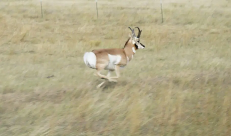 an antelope running away after a failed archery attempt.