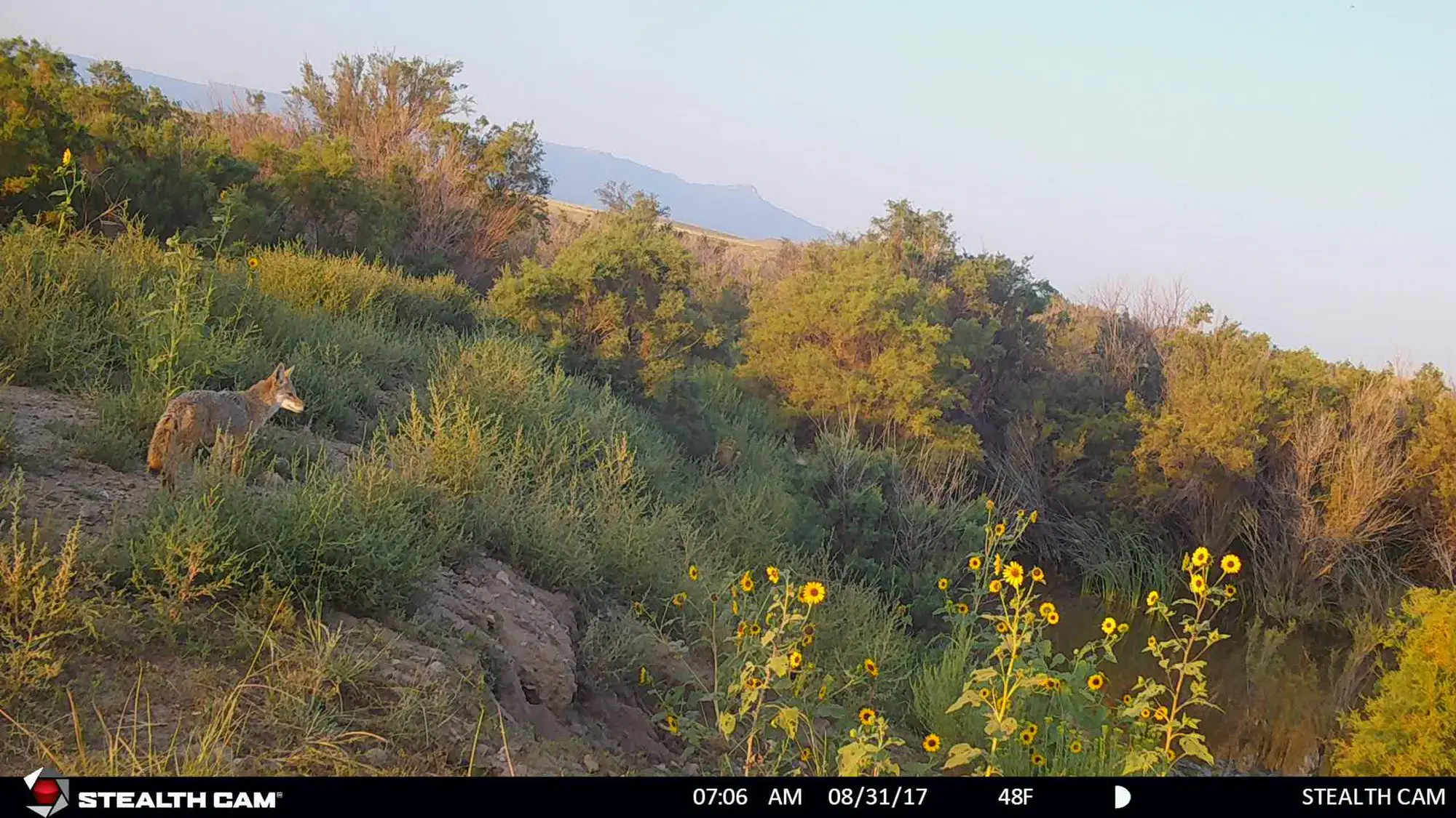 Coyote on a trail camera