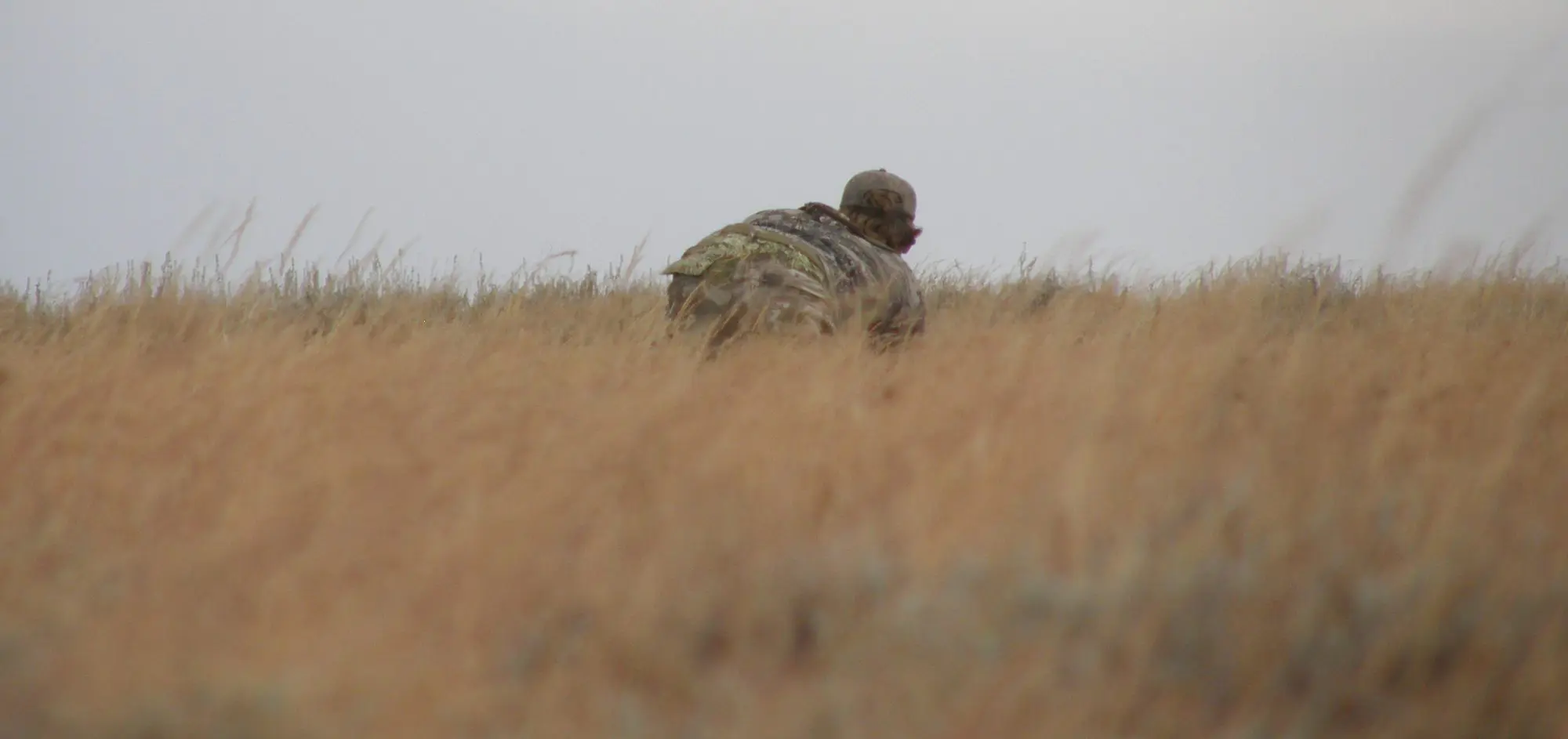 Hunter crawling through the grass on an archery antelope hunt.