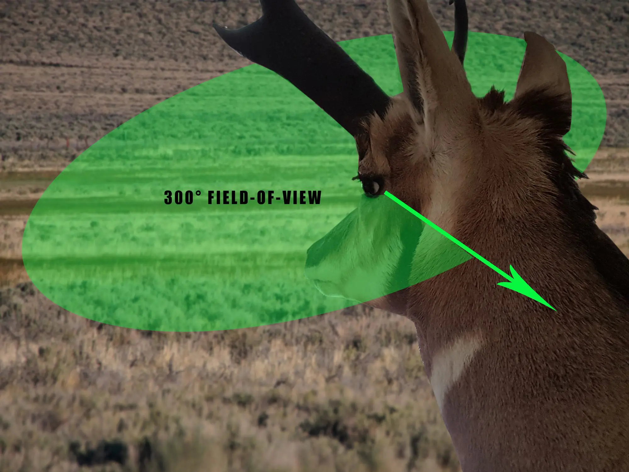 A diagram showing how Antelope have 300 degrees of vision which makes archery stalks hard.