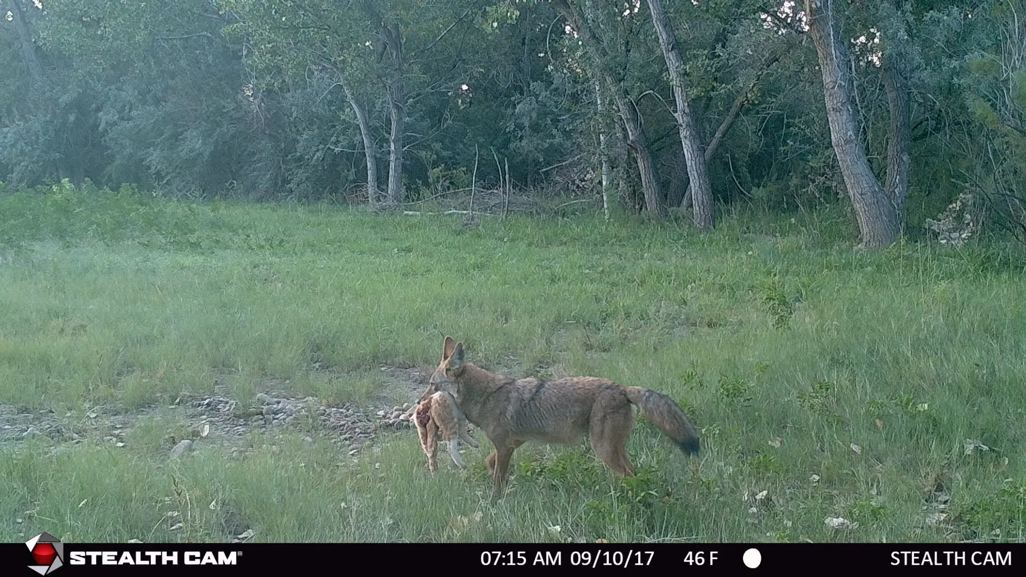 Coyote on a trail camera