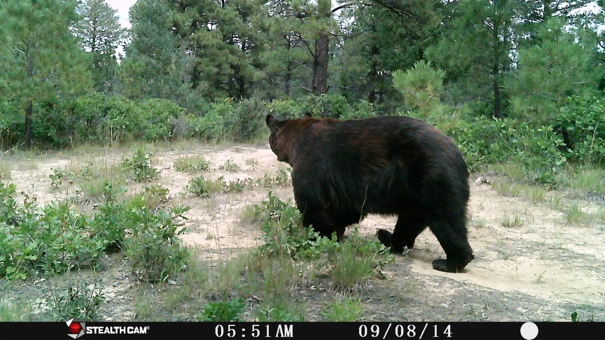 Trail camera picture of a bear