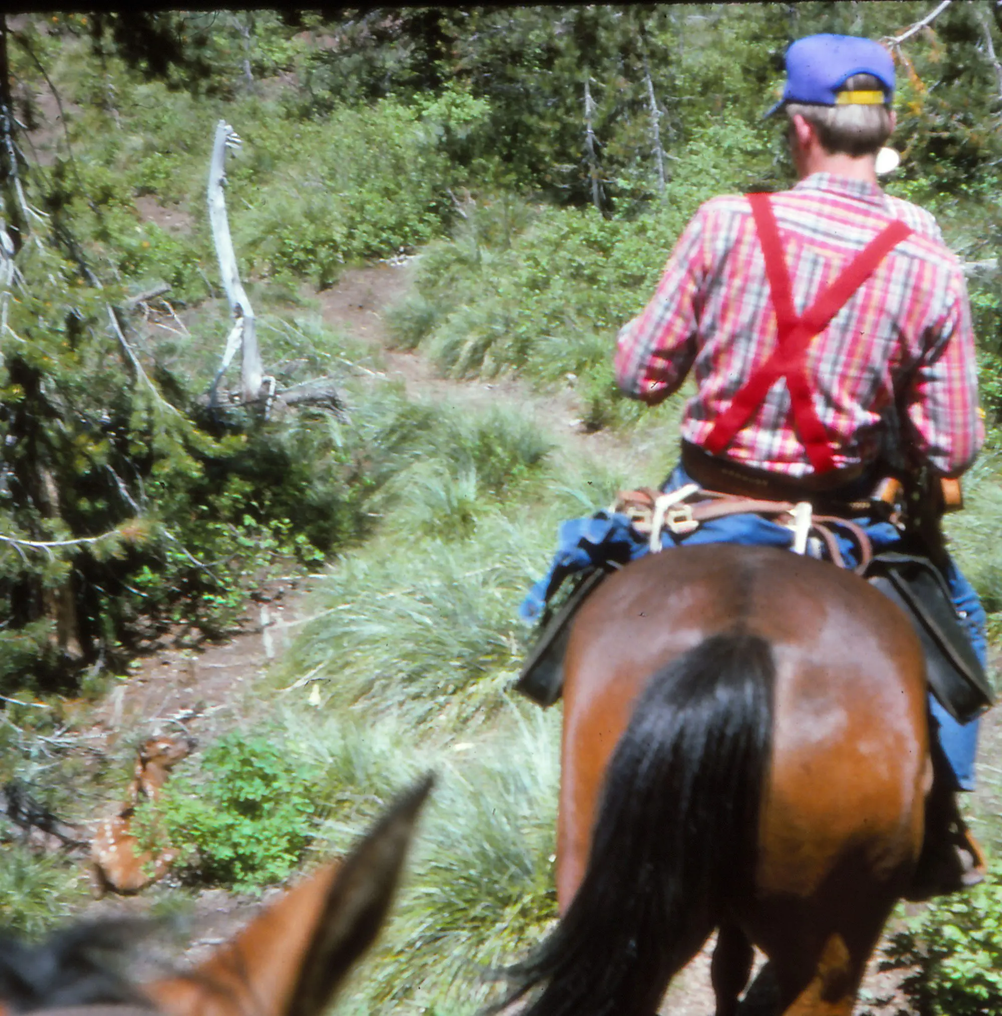 George Bettas riding a horse into spring bear country.