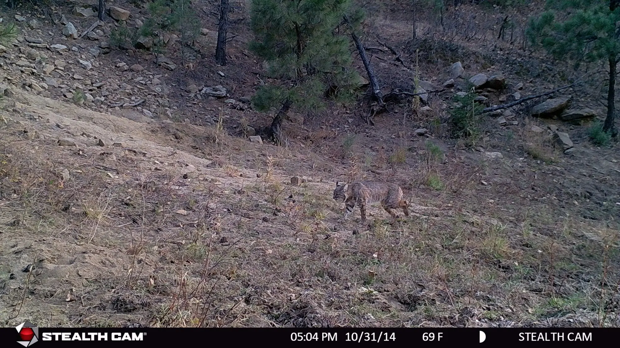 Bobcat picture on trail camera