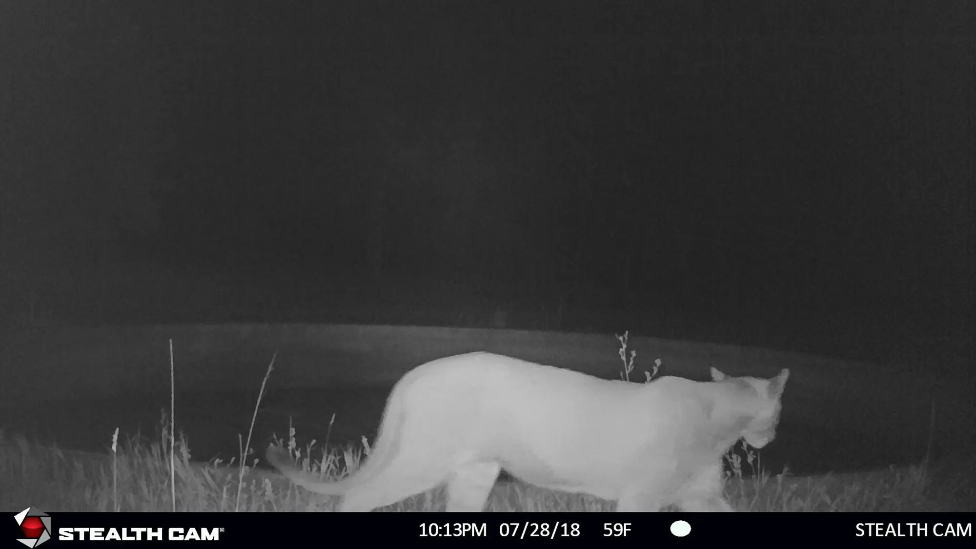 Mountain lion on trail camera