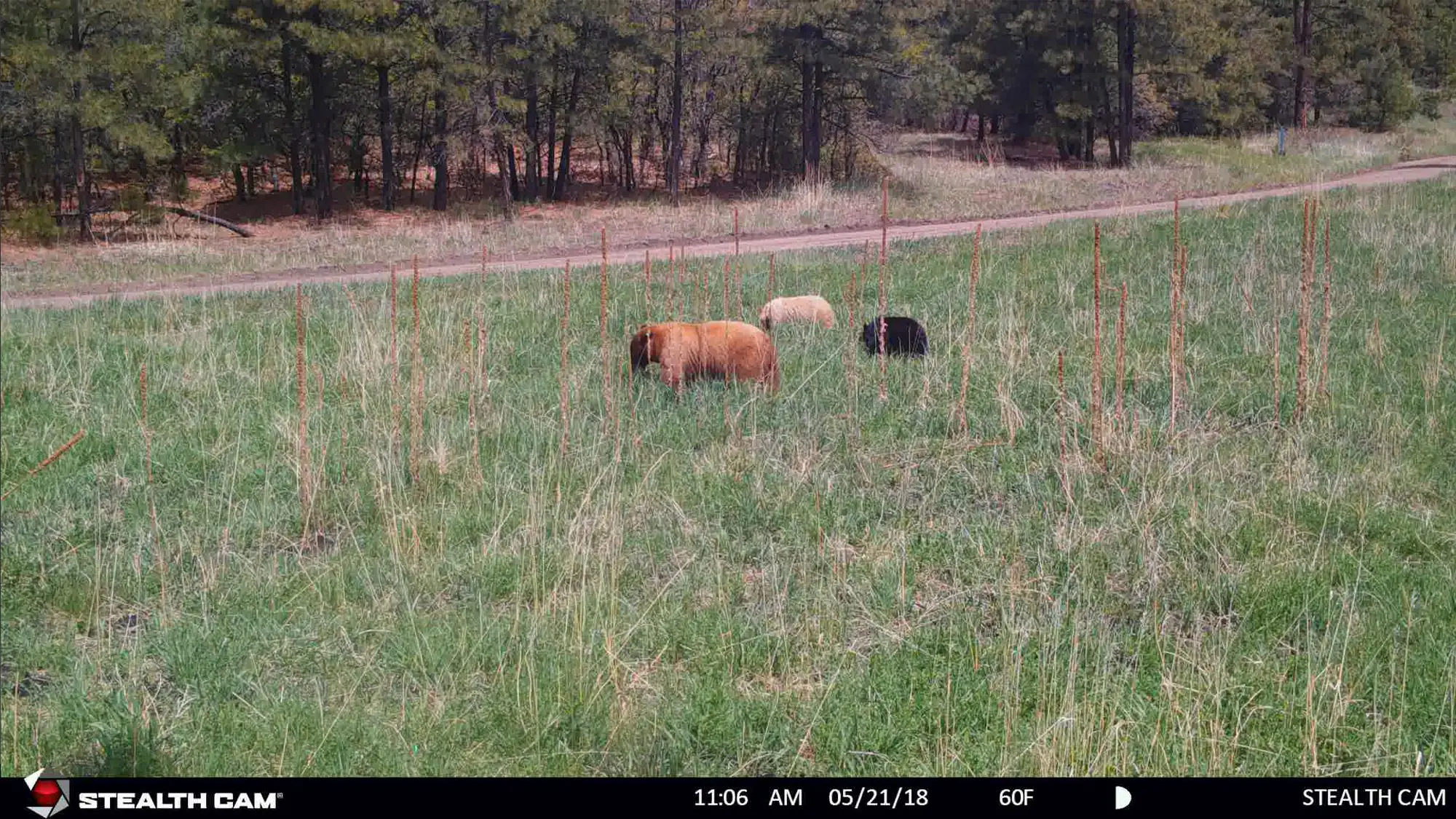 three different color bears on trail camera