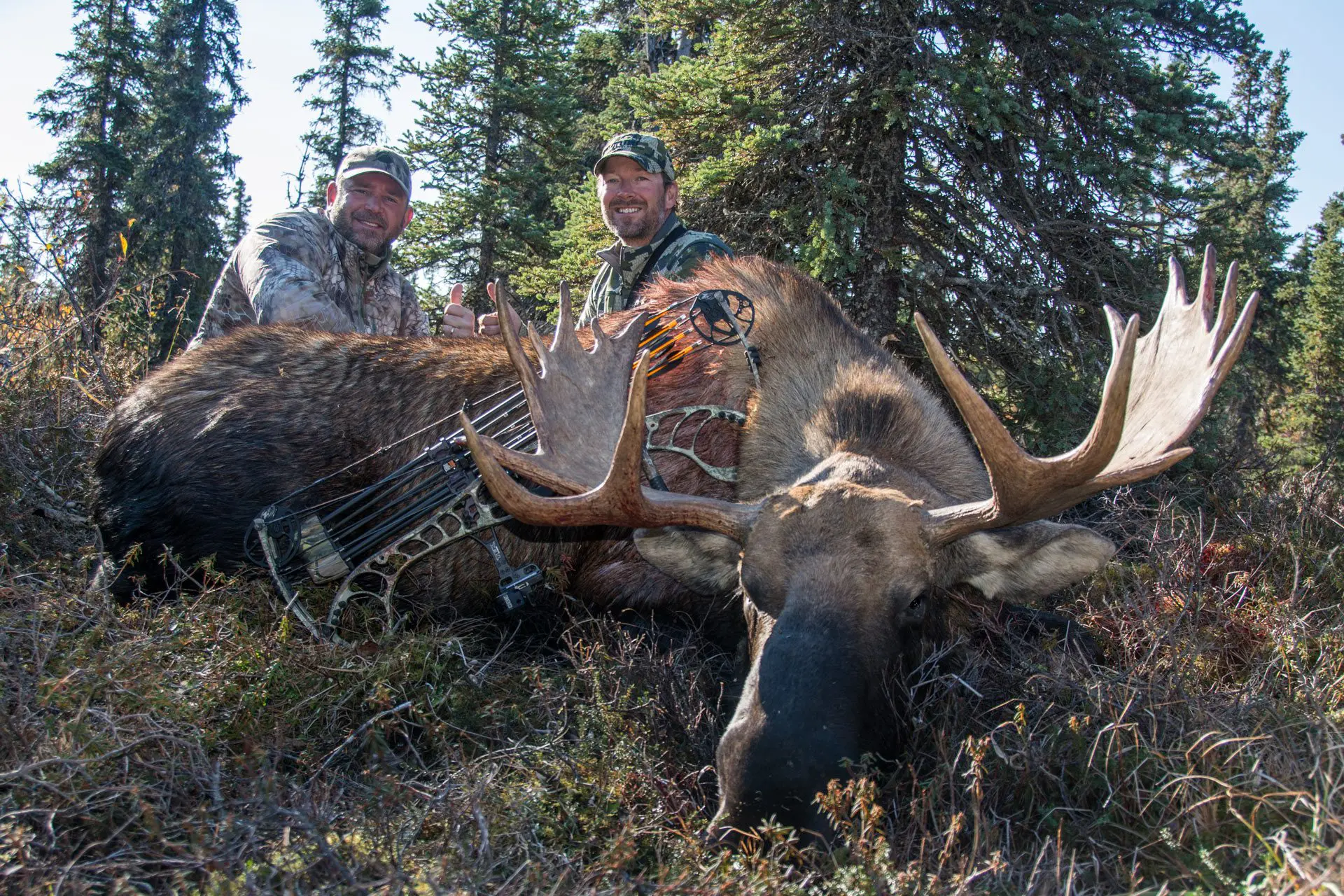 Moose bow hunting