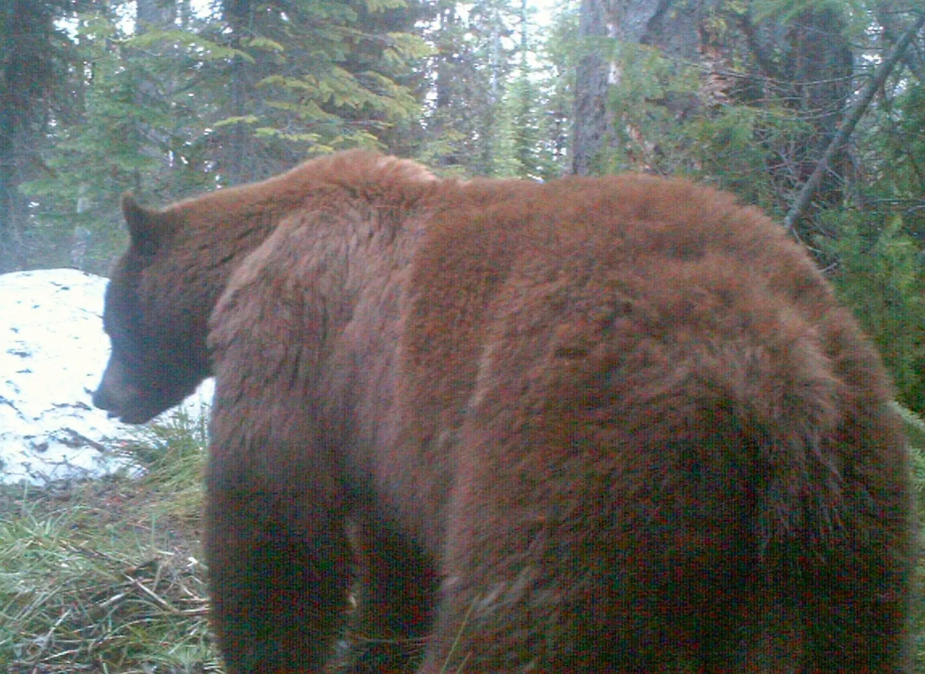 Spring bear caught on trail camera.