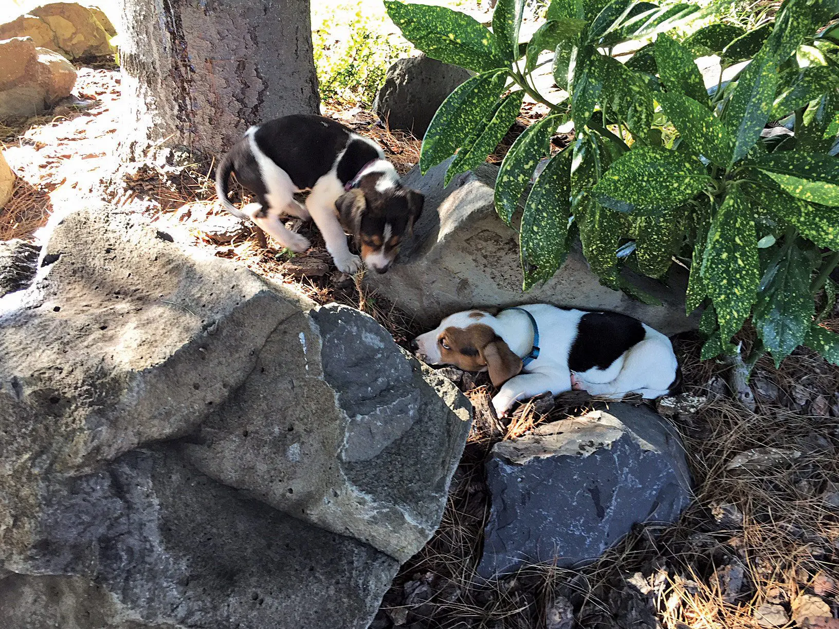 puppy hunting hound playing