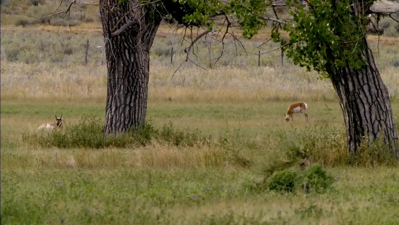 Two antelope bucks 