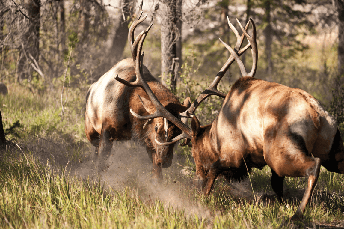 The Art of Elk War