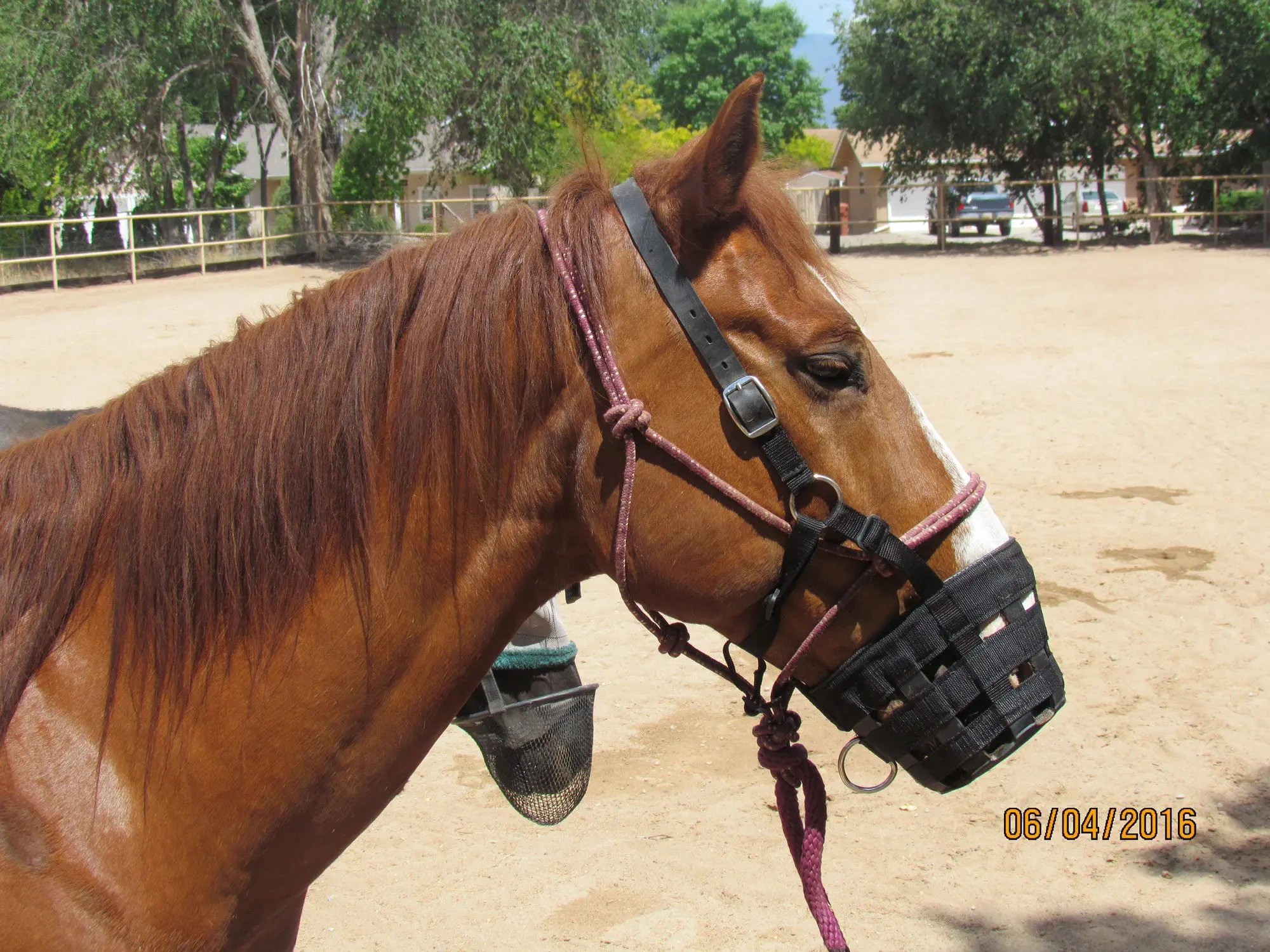 A grazing muzzle can help prevent equine colic.