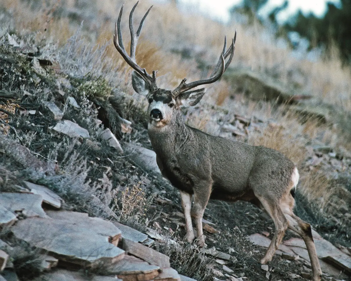 mule deer hunting