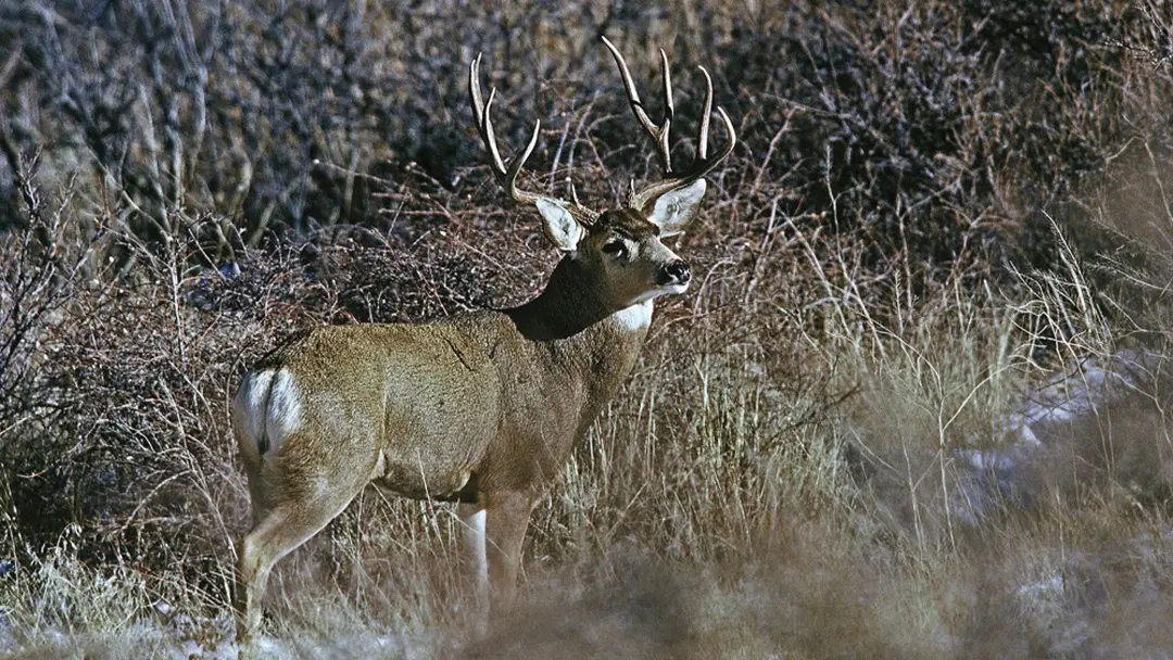 A mature big mule deer 