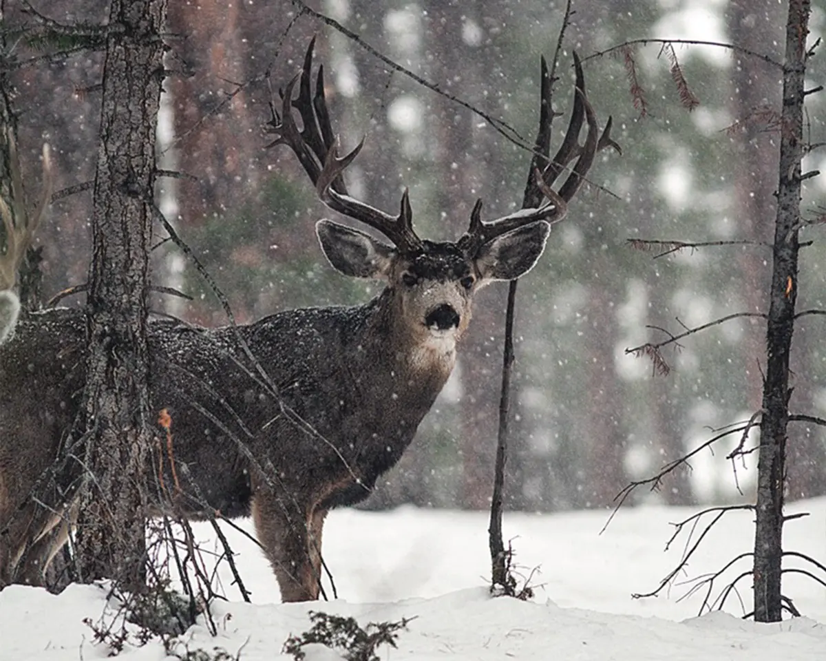 Mule Deer Buck