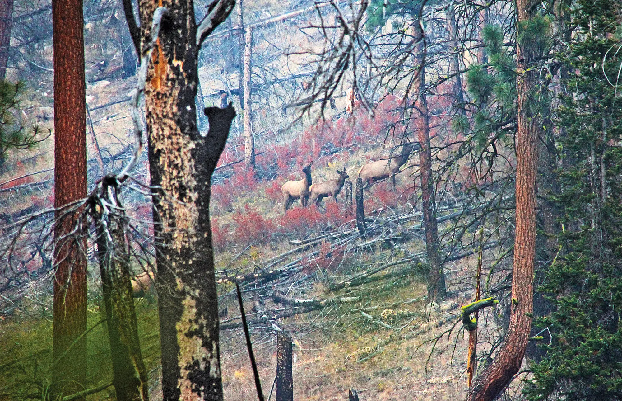 Follow the cows and eventually you'll find yourself with a shot at the elk you're chasing.