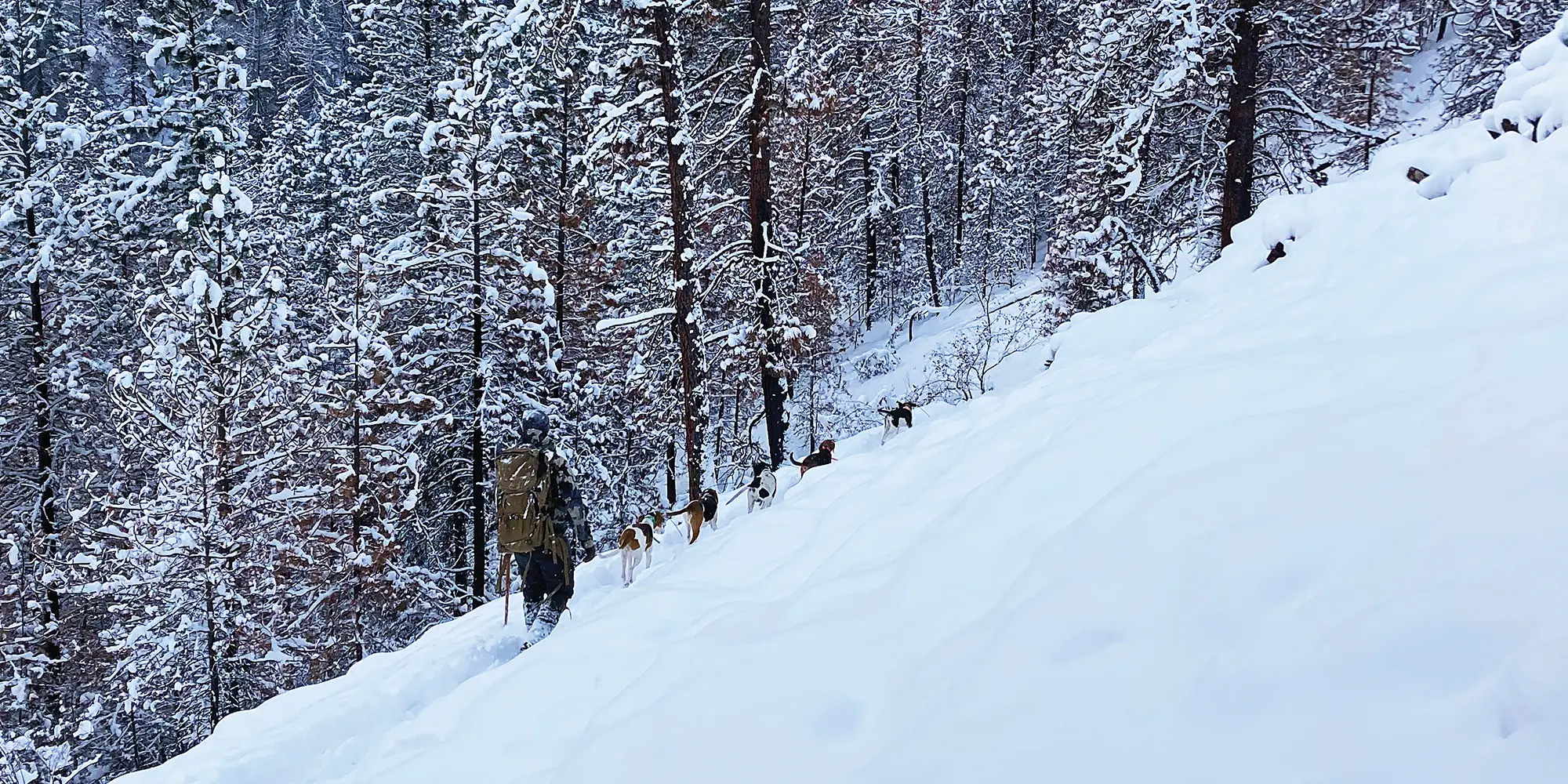 Hike back to the pickup after treeing a pair of mountain lions on a bitter cold day.