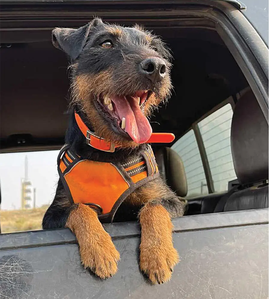 Tracker, a Jagdterrier owned by Mike Kentner, was on his first blood trail at 12 weeks. By the end of hunting season Tracker had trailed 24 - 25 big game animals, many of which would likely never have been found without a dog.