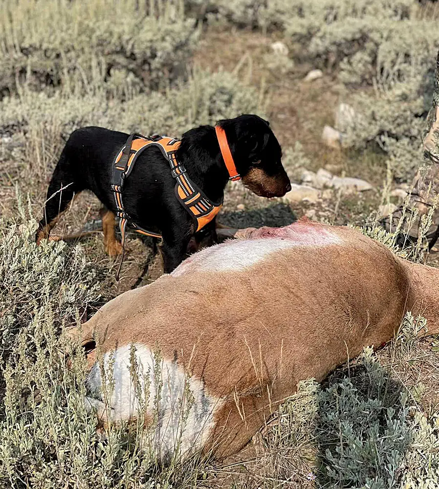 Mike Kentner's Jagterrier, Tracker, with Tyler's pronghorn antelope.