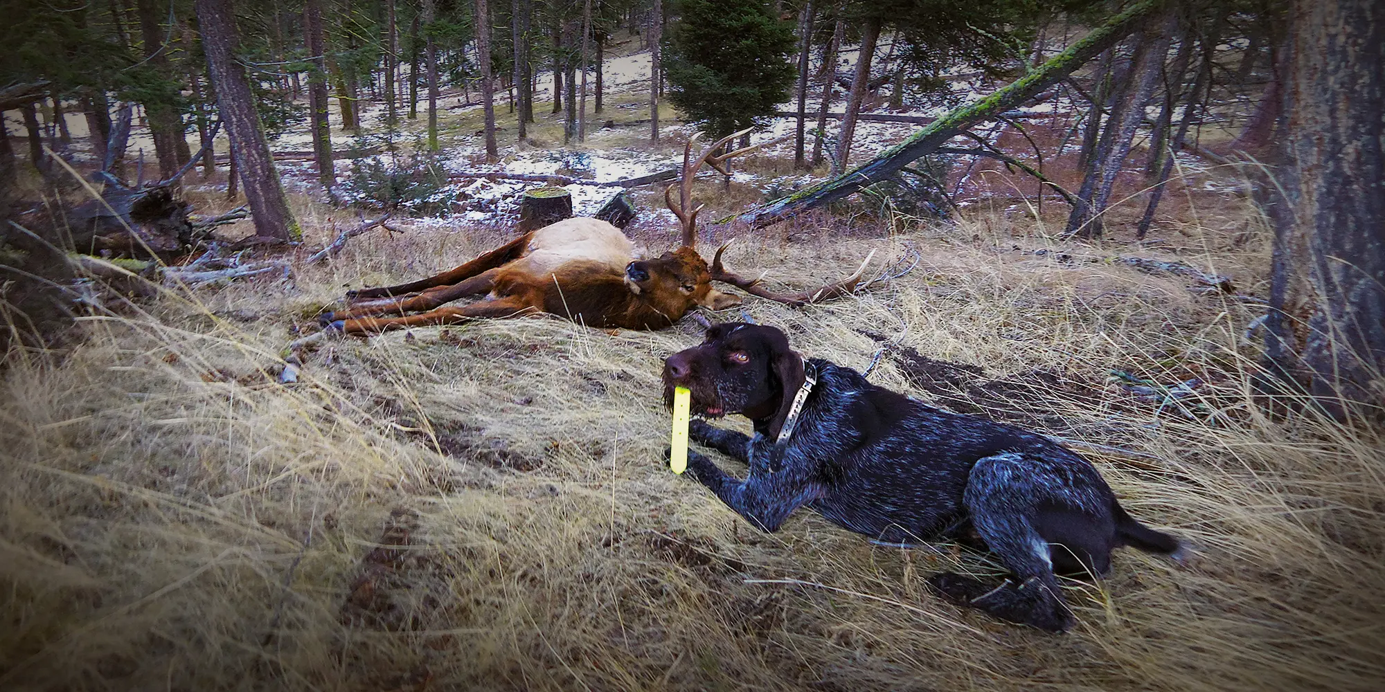 Chris Blaskowski's Deutsch-Drathaar, Cain, recently found this Montana bull elk for Chris.