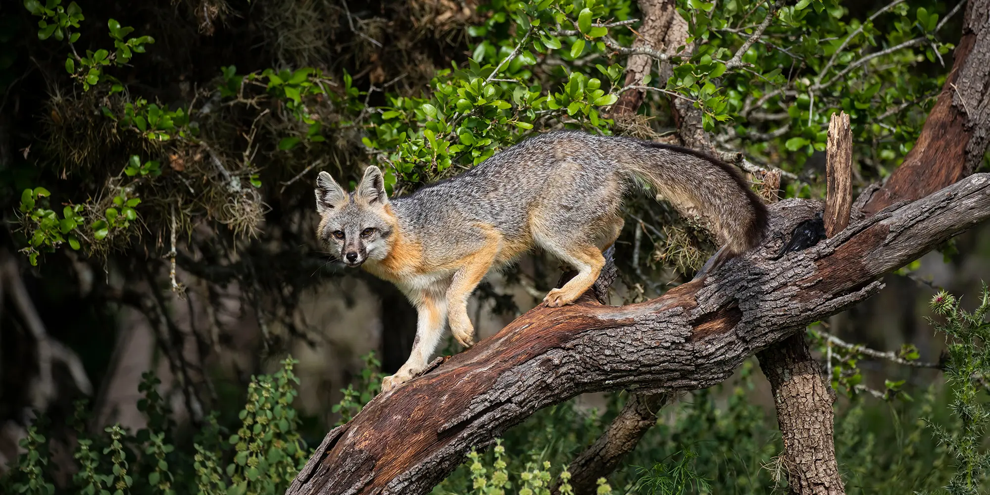 Tanning a Hide: A tradition that’s worth the effort