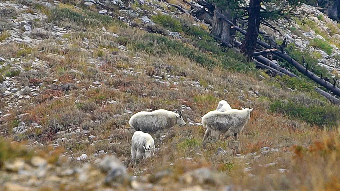 4 goats grazing on a Utah mountain.