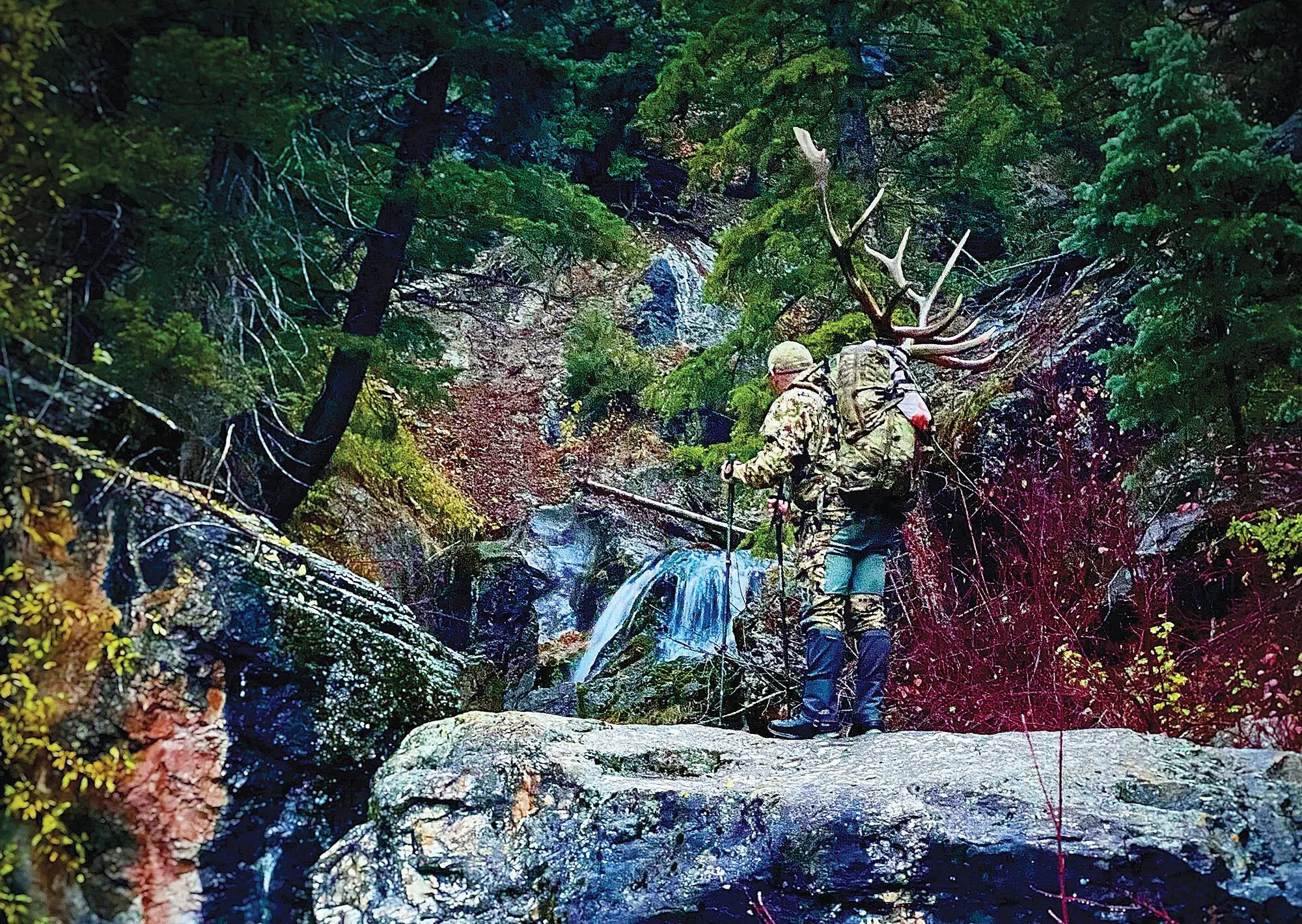 The author packing a mature 6-point bull out of the bottom of a deep gorge on an overnight backpack hunt.