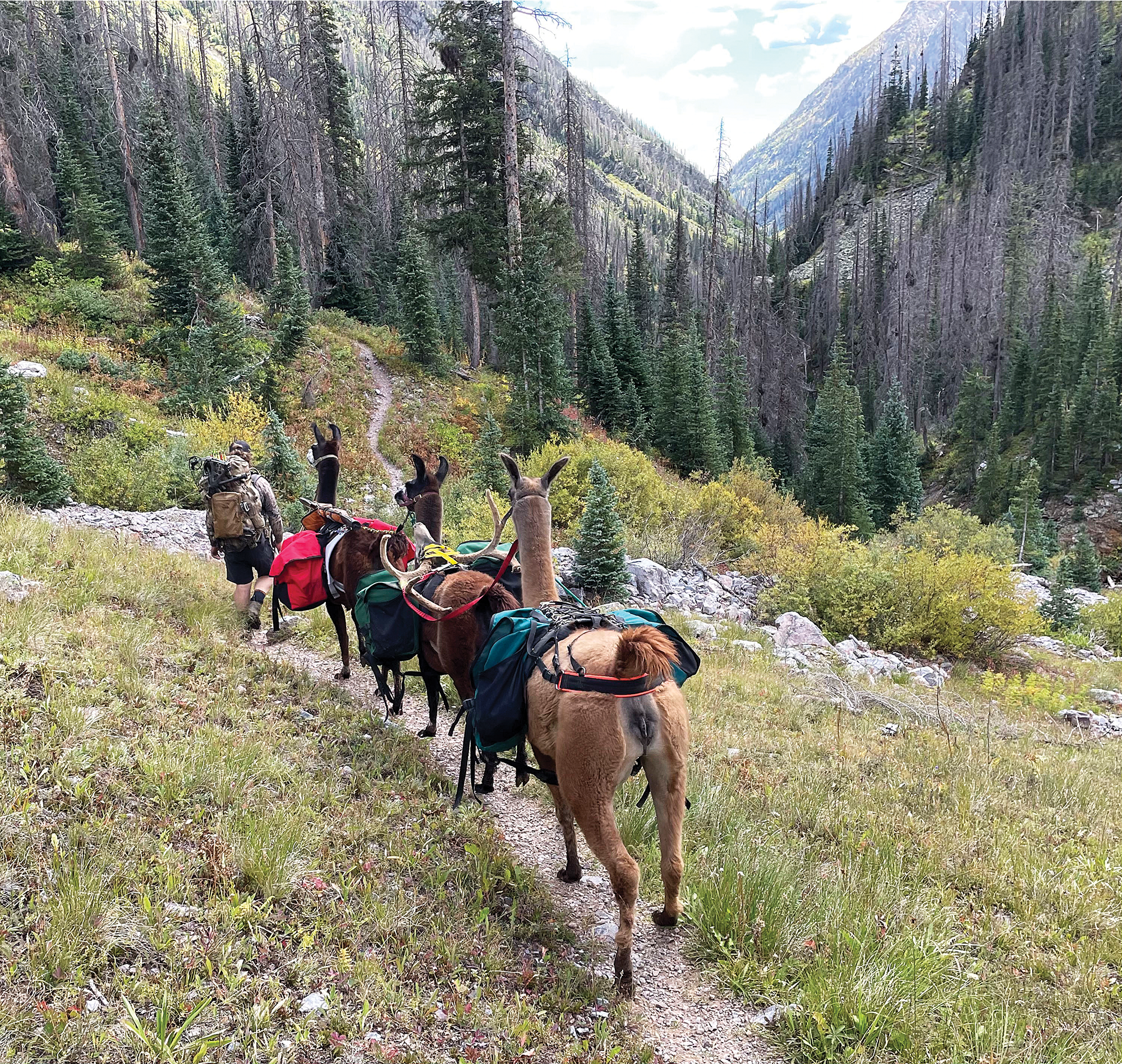 ):  Llama pack strings are very capable and nimble in rough wilderness areas.