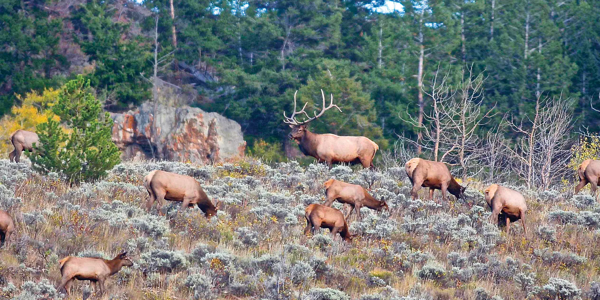 Hunt Elk Where They Go To Survive