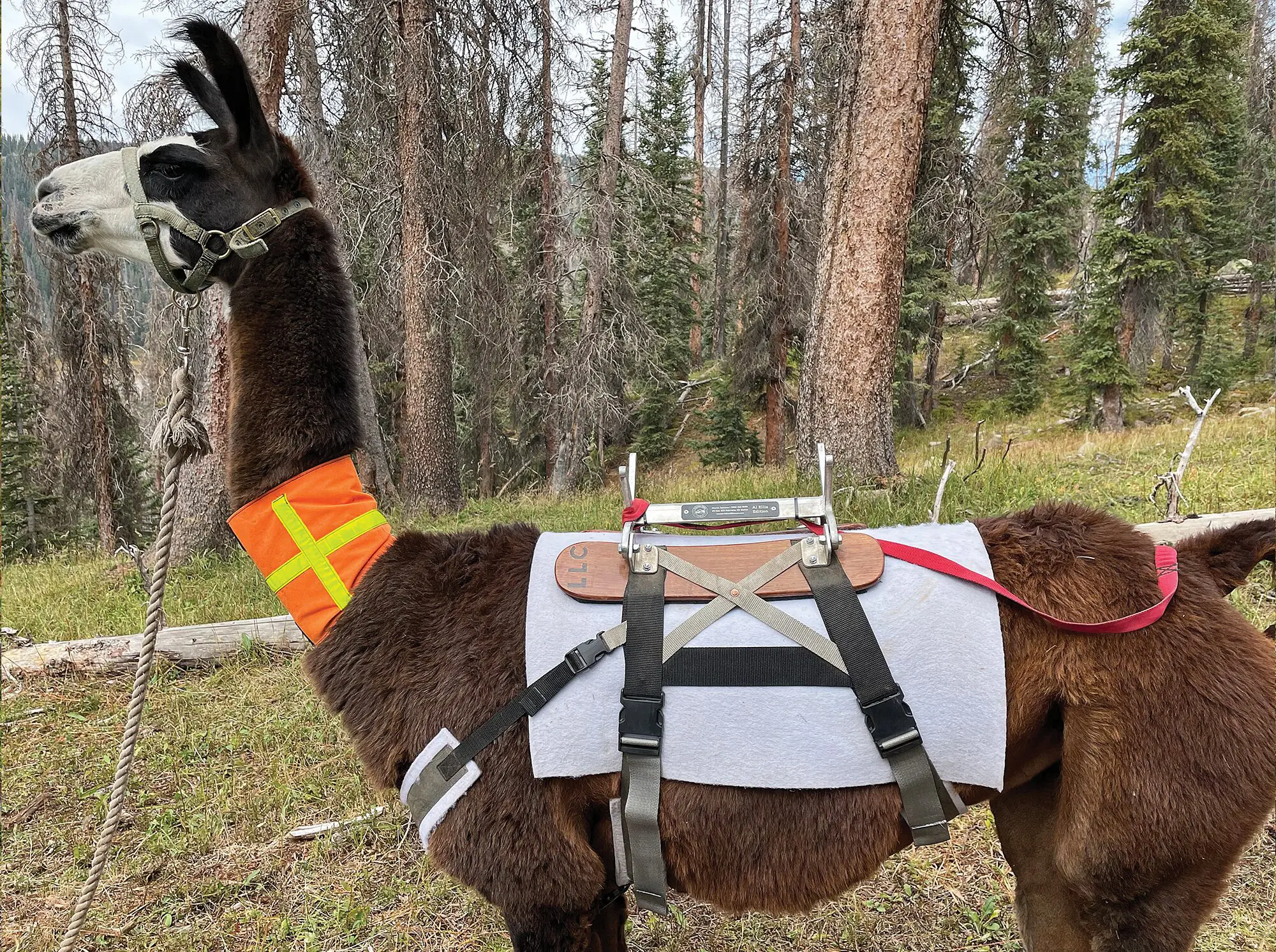 Good llama tackle (saddles and panniers) is essential for light and fast excursions in the backcountry.