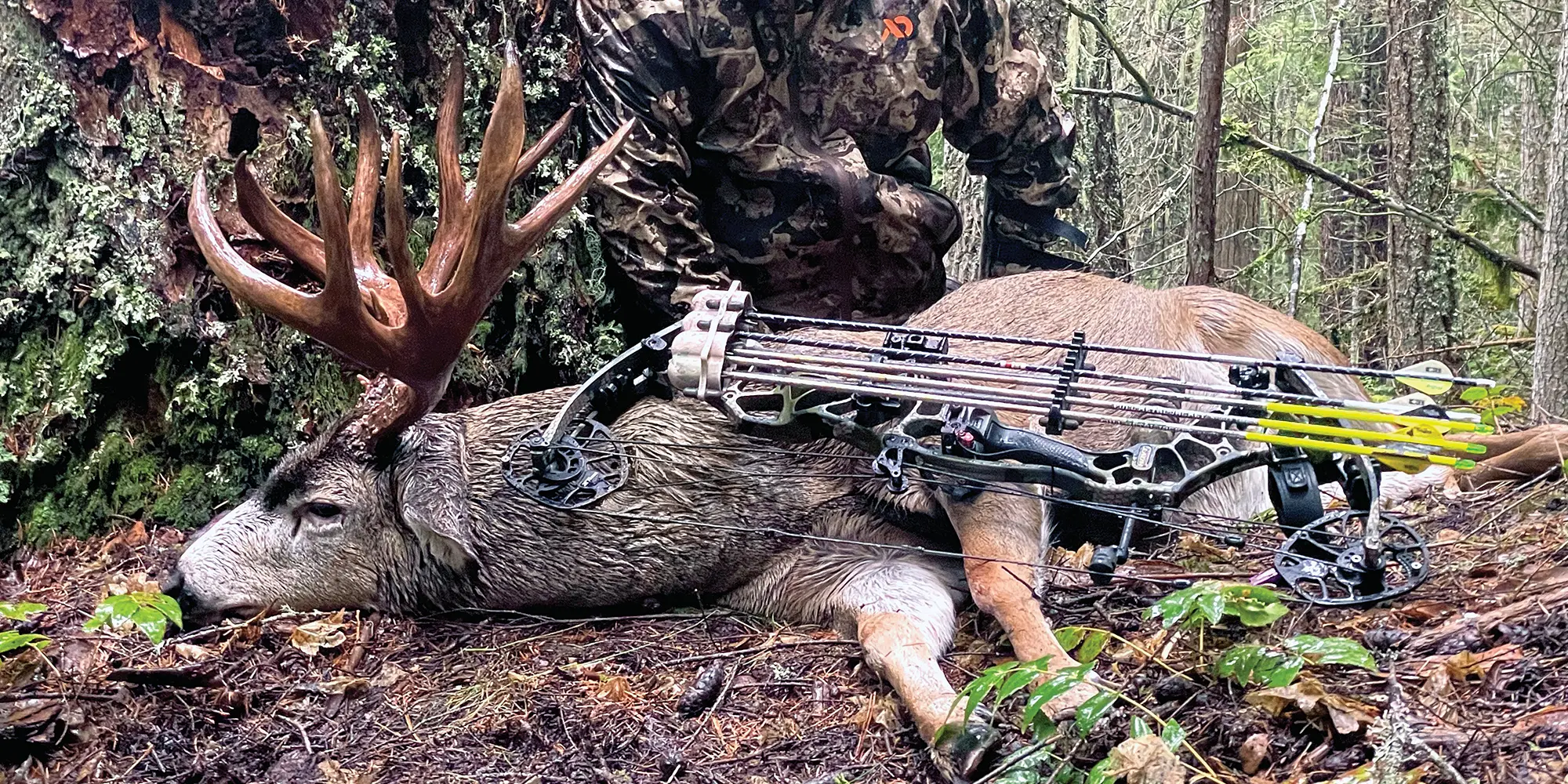 A Monster Pacific Northwest Blacktail Deer