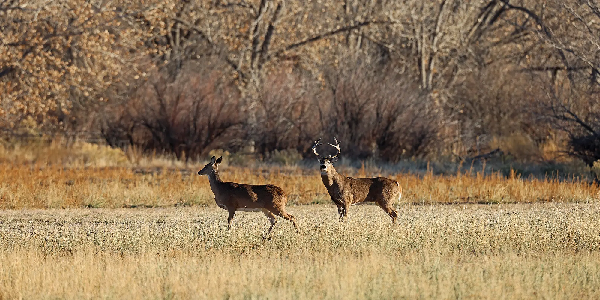 North American Super Slam – Whitetail Deer