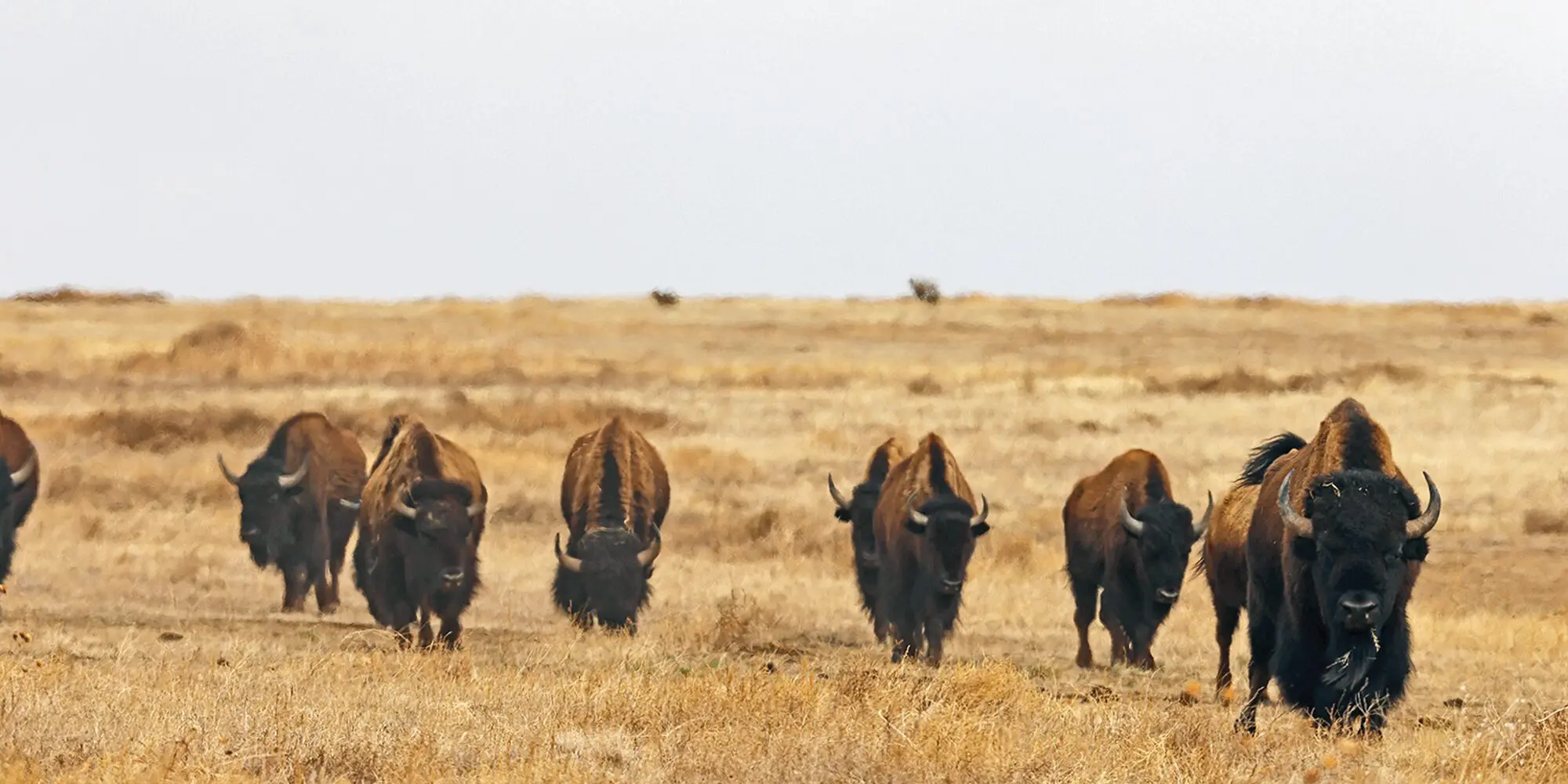 North American Super Slam – American Bison