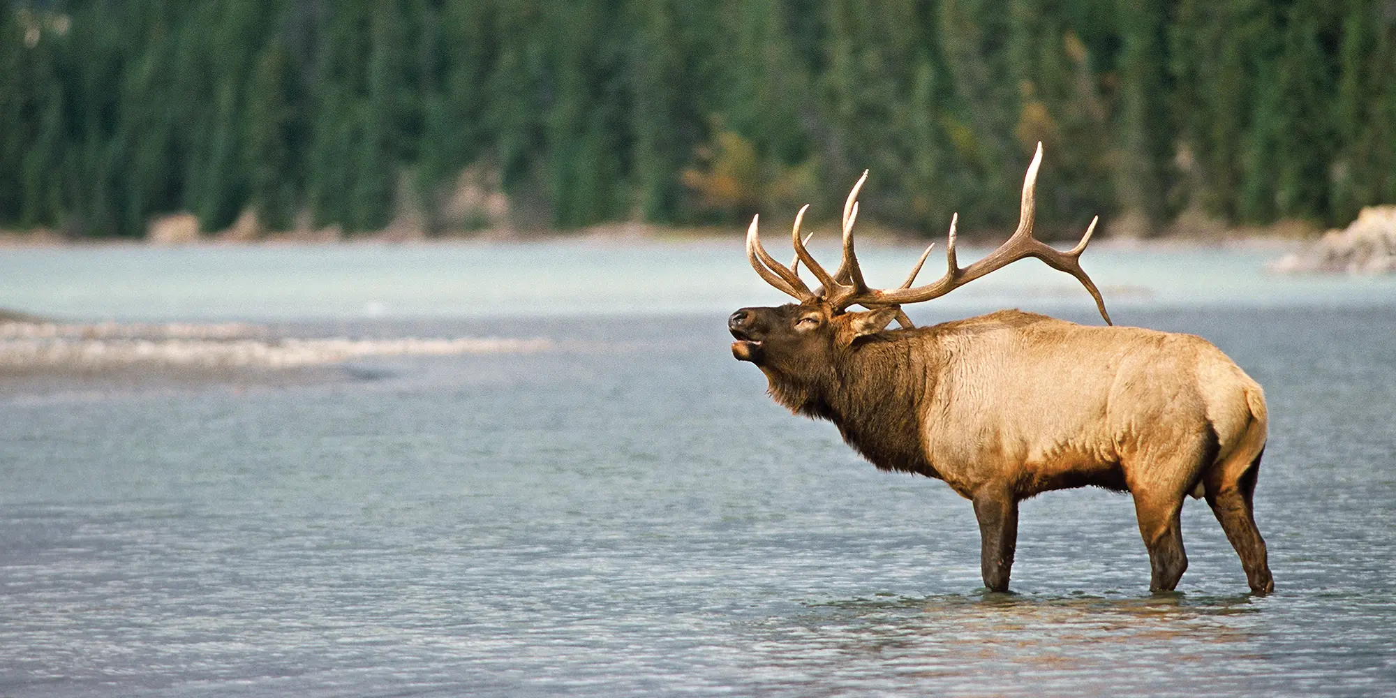 North American Super Slam: Rocky Mountain Elk