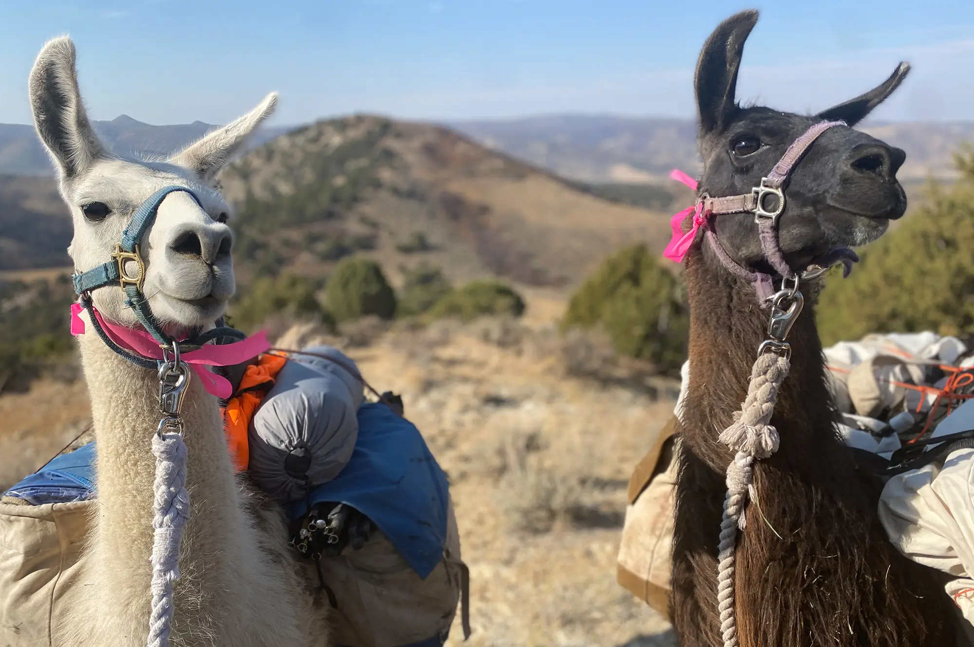 Llama Rentals: Stepping Into The Unknown