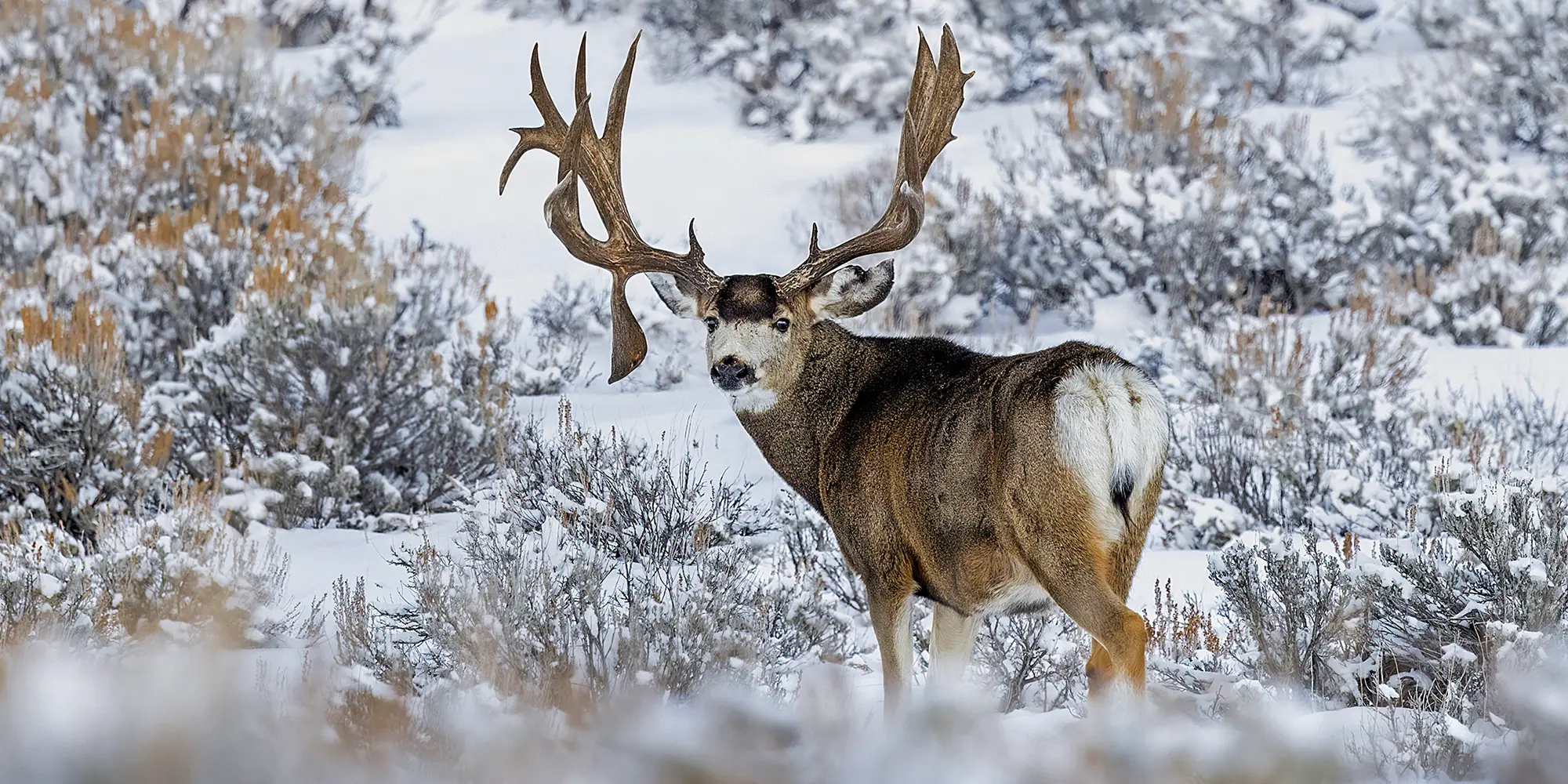 Mule Deer Hunting and Management in a Changing World