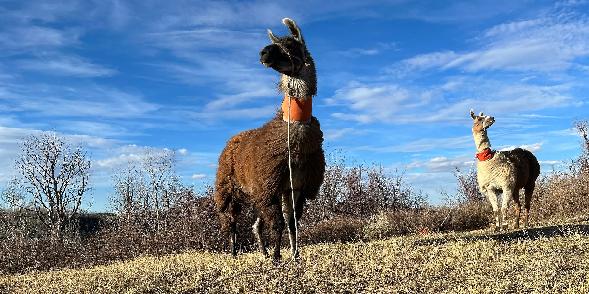 Llama Logistics: Considerations For a Foolproof Plan