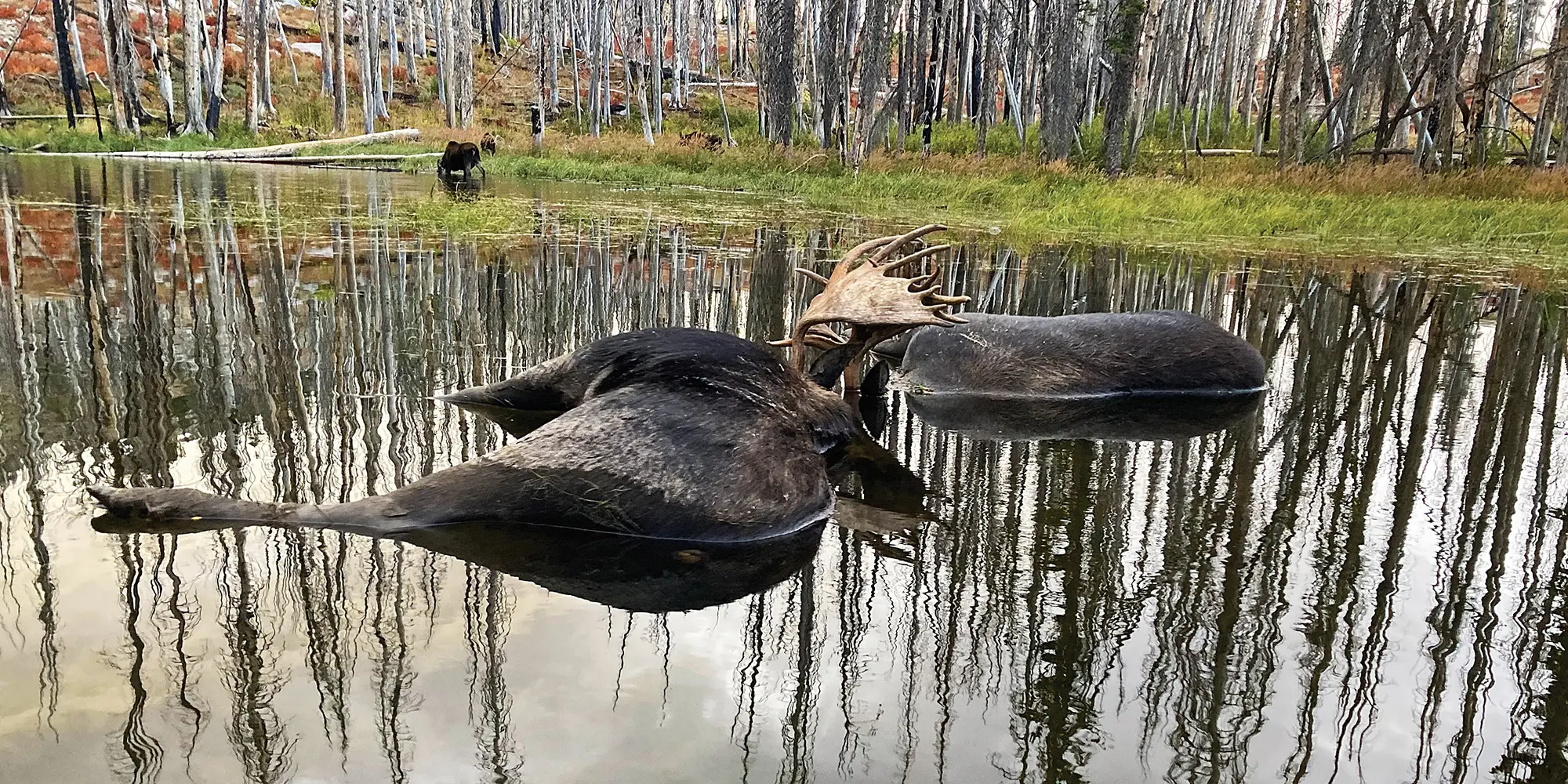 A Once-in-a-Lifetime Encounter with Moose